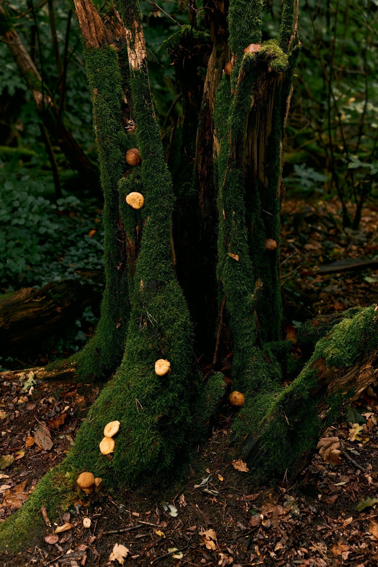 Add This to Your List of Nature Activities: Forest Bathing