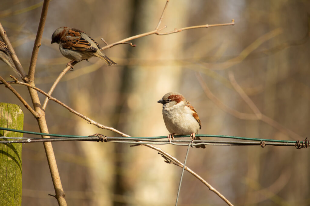 Birdwatching, Nature Lover